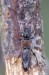 tesařík (Brouci), Glaphyra kiesenwetteri (Mulsant & Rey, 1861), Ceambycidae (Coleoptera)